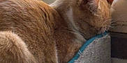 Goldie is registered to the contest to win money with this photo: animal, cat, cat_bed, closeup, cozy, cute, domestic_cat, feline, fur, home, indoor, nap, orange_tabby, pet, relaxing, resting, sleeping, sunlight, whiskers, window