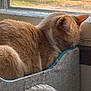 animal, cat, cat_bed, closeup, cozy, cute, domestic_cat, feline, fur, home, indoor, nap, orange_tabby, pet, relaxing, resting, sleeping, sunlight, whiskers, window