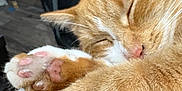 Goldie is registered to the contest to win money with this photo: animal, cat, close_up, closed_eyes, cozy, cute, fur, indoor, mammal, nap, orange_cat, pet, pink_paw_pads, relaxed, resting, sleeping, soft_texture, tabby, whiskers, white_paws