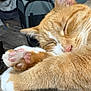 animal, cat, close_up, closed_eyes, cozy, cute, fur, indoor, mammal, nap, orange_cat, pet, pink_paw_pads, relaxed, resting, sleeping, soft_texture, tabby, whiskers, white_paws