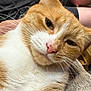 Goldie is registered to the contest to win money with this photo: animal, blanket, cat, close_up, cozy, cute, domestic_cat, feline, fur, human_arm, indoor, mammal, orange_cat, pet, pink_nose, relaxed, resting, tabby, whiskers, white_cat