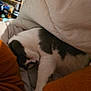 cat, sleeping, blanket, orange_sweater, cozy, indoor, resting, fur, pet, domestic_animal, white, black, close_up, comfort, warm, cute, relaxation, feline, nap, soft