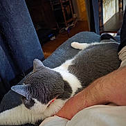 Gribouille a rejoint le concours — aidez-le/la à gagner de superbes lots ! cat, grey_cat, white_cat, pet, feline, couch, arm, human, indoor, curtain, furniture, relaxing, resting, stretching, domestic, cozy, home, animal, fur, closeup