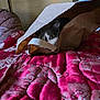 Gribouille participe au concours pour gagner de l'argent avec cette photo : cat, paper_bag, bed, quilt, red, floral_pattern, curious, animal, pet, indoor, closeup, eyes, feline, cozy, texture, fabric, soft, playful, hiding, peek