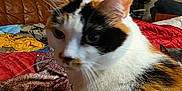 Stella participe au concours pour gagner de l'argent avec cette photo : cat, calico_cat, fur, bed, blanket, clothes, indoor, wallpaper, floral_pattern, furniture, home, cozy, pet, animal, closeup, whiskers, ears, curious, domestic_cat, resting