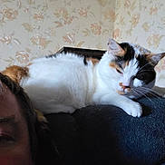 Stella participe au concours pour gagner de l'argent avec cette photo : cat, calico_cat, couch, person_partial, floral_wallpaper, indoor, relaxed, sleepy, pet, feline, animal, fur, whiskers, resting, cozy, home, domestic, comfort, closeup, partial_face