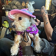 Gabby joined the competition — help win amazing prizes! animal, casual, cozy, curious, cute, decor, dog, fluffy, furniture, holding, human_hand, indoor, natural_light, pet, pink_hat, portrait, purple_clothing, small_dog, tattooed_hands, window
