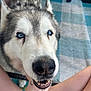 husky, dog, blue_eyes, closeup, pet, snout, nose, teeth, fur, human_hand, legs, outdoor, rug, patterned_rug, portrait, canine, friendly, cute, smile, affectionate