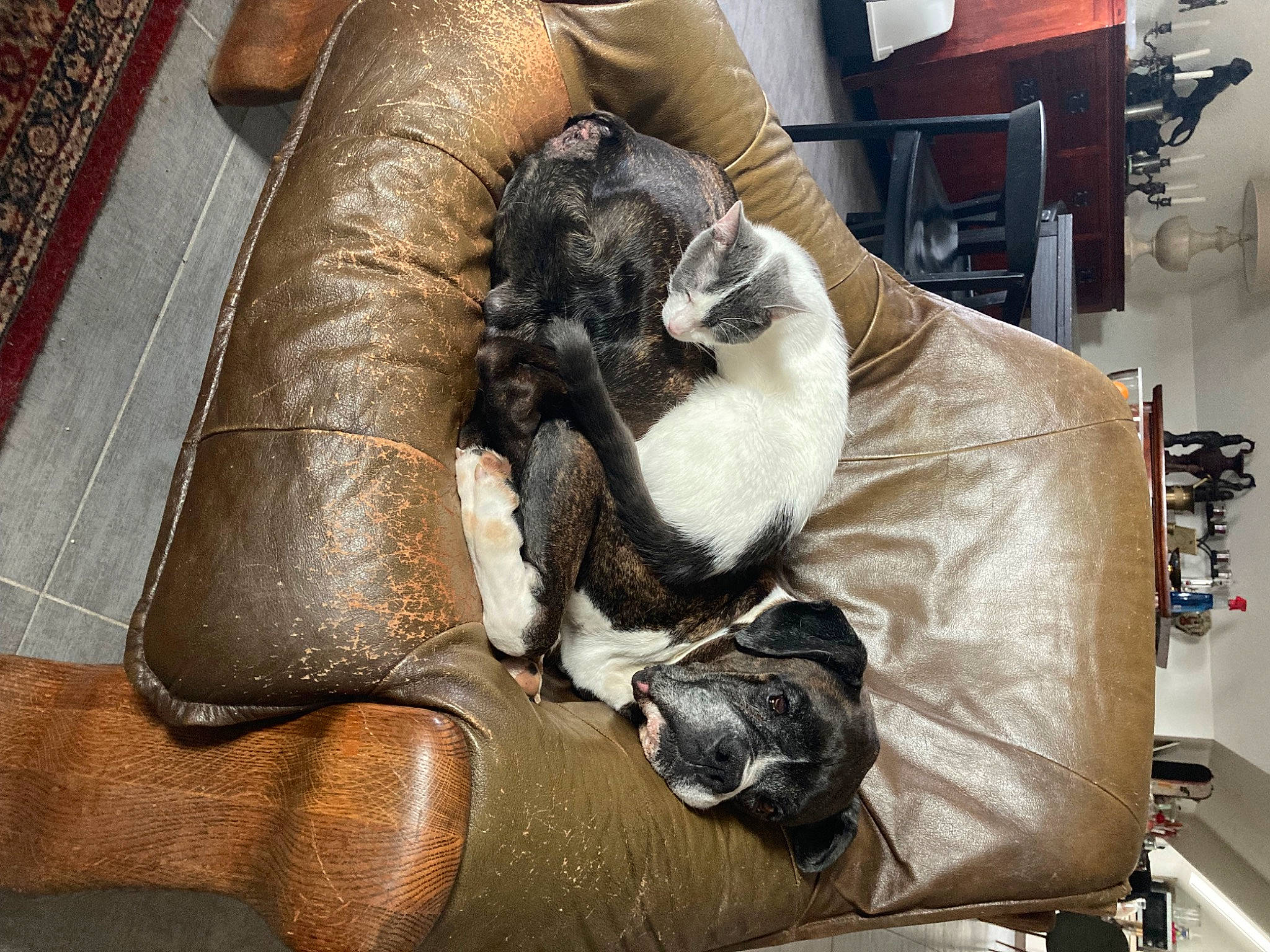 Shaka participe au concours pour gagner de l'argent avec cette photo : bag, canidae, carnivore, cat, chair, comfort, companion_dog, couch, dog_breed, fawn, felidae, fur, luggage_and_bags, small_to_medium_sized_cats, sporting_group, studio_couch, tail, textile, whiskers, wood