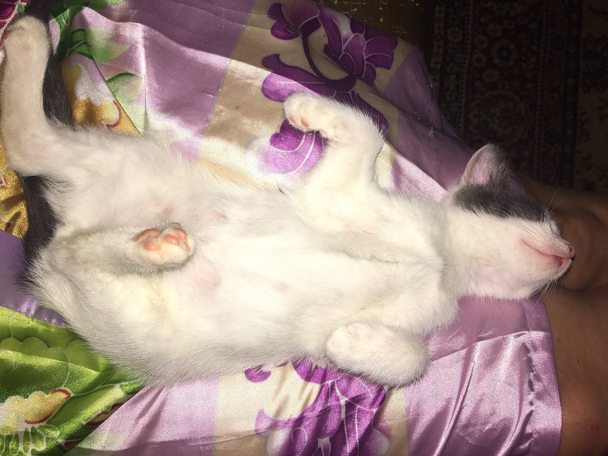 Shaka a rejoint le concours — aidez-le/la à gagner de superbes lots ! art, canidae, carnivore, cat, fawn, felidae, fur, mammal, paw, petal, pink, plush, purple, small_to_medium_sized_cats, snout, stuffed_toy, tail, toy, whiskers, wool