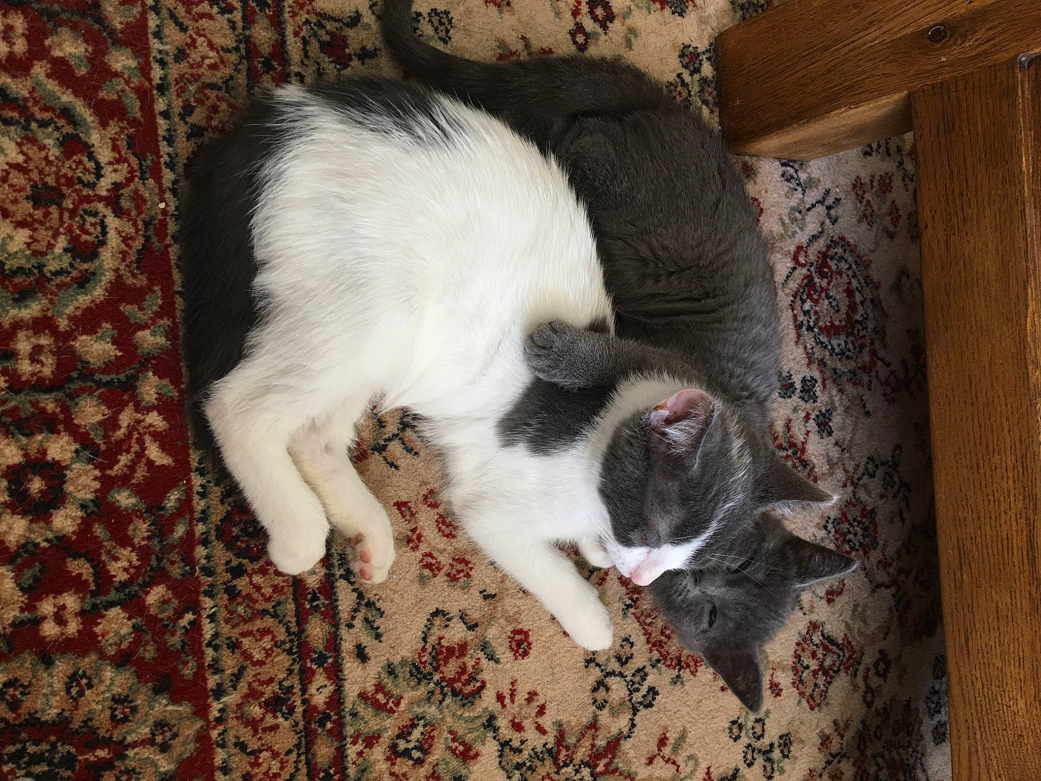 Shaka a rejoint le concours — aidez-le/la à gagner de superbes lots ! carnivore, cat, cat_supply, comfort, companion_dog, dog_breed, domestic_short_haired_cat, eye, fawn, felidae, flooring, fur, hardwood, linens, small_to_medium_sized_cats, snout, sporting_group, tail, whiskers, wood