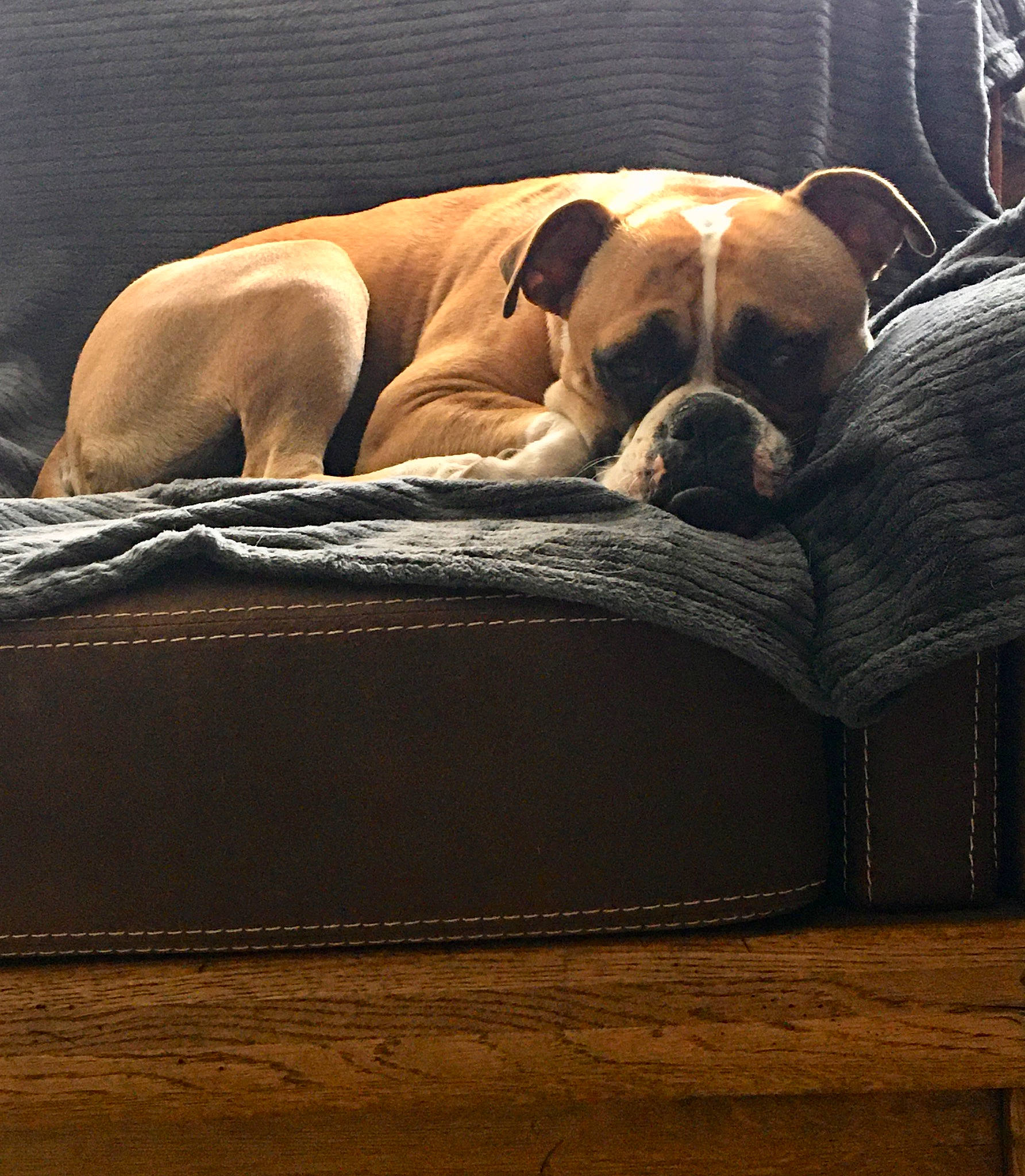 Lana participe au concours pour gagner de l'argent avec cette photo : bored, boxer, canidae, carnivore, club_chair, comfort, companion_dog, dog, dog_breed, dog_supply, fawn, flooring, hardwood, liver, nap, pet_supply, sporting_group, tints_and_shades, wood, working_animal