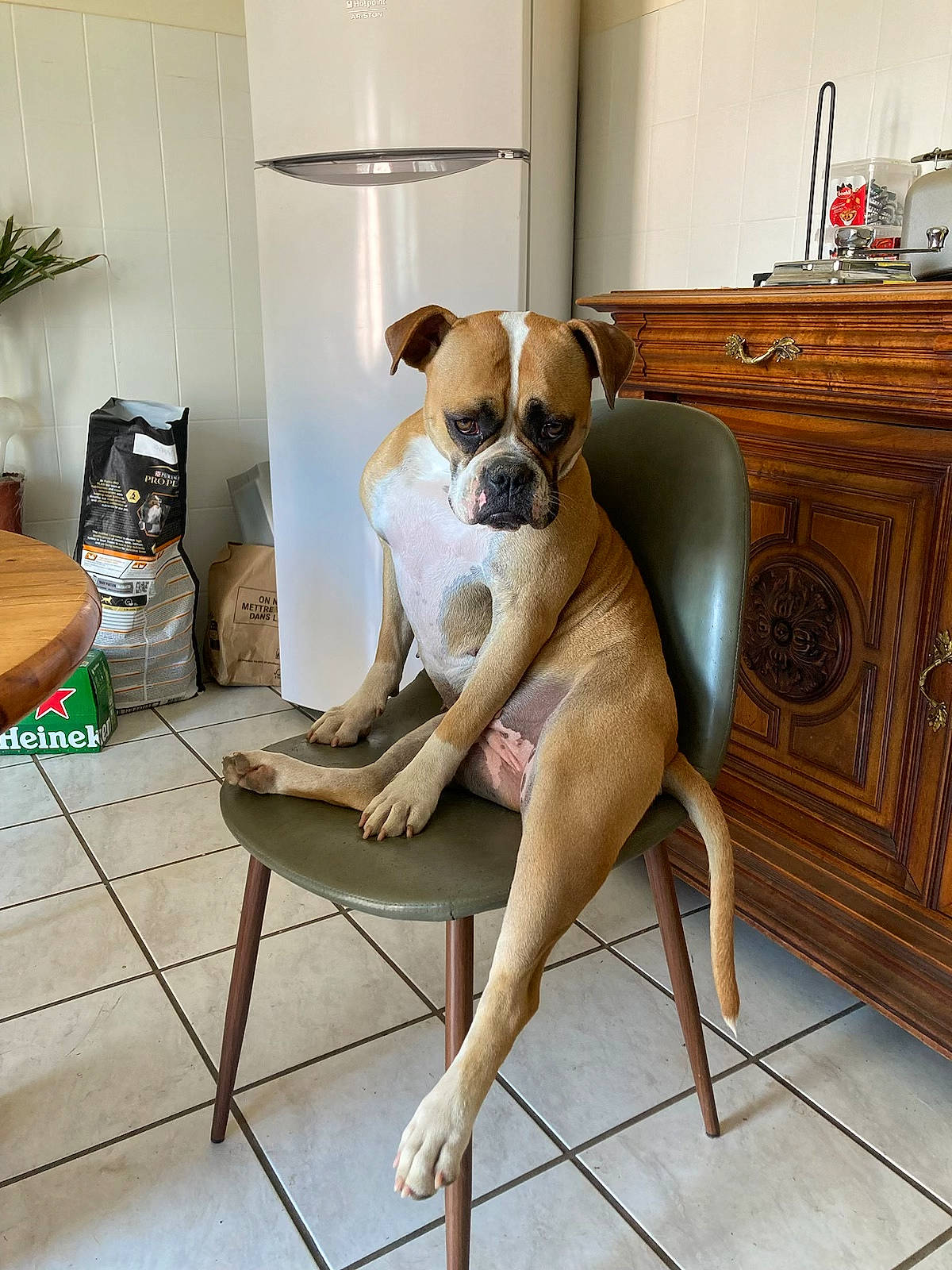 Lana a rejoint le concours — aidez-le/la à gagner de superbes lots ! cabinetry, carnivore, comfort, companion_dog, dog, dog_breed, fawn, floor, flooring, flowerpot, hardwood, houseplant, human_leg, interior_design, knee, plant, snout, thigh, wood, working_animal