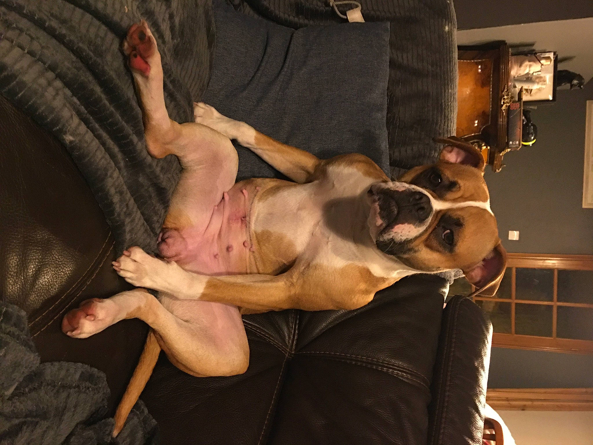 Lana participe au concours pour gagner de l'argent avec cette photo : abdomen, art, barechested, canidae, chest, couch, event, fawn, flesh, fun, fur, human_leg, mammal, performance, performance_art, thigh, tree, trunk