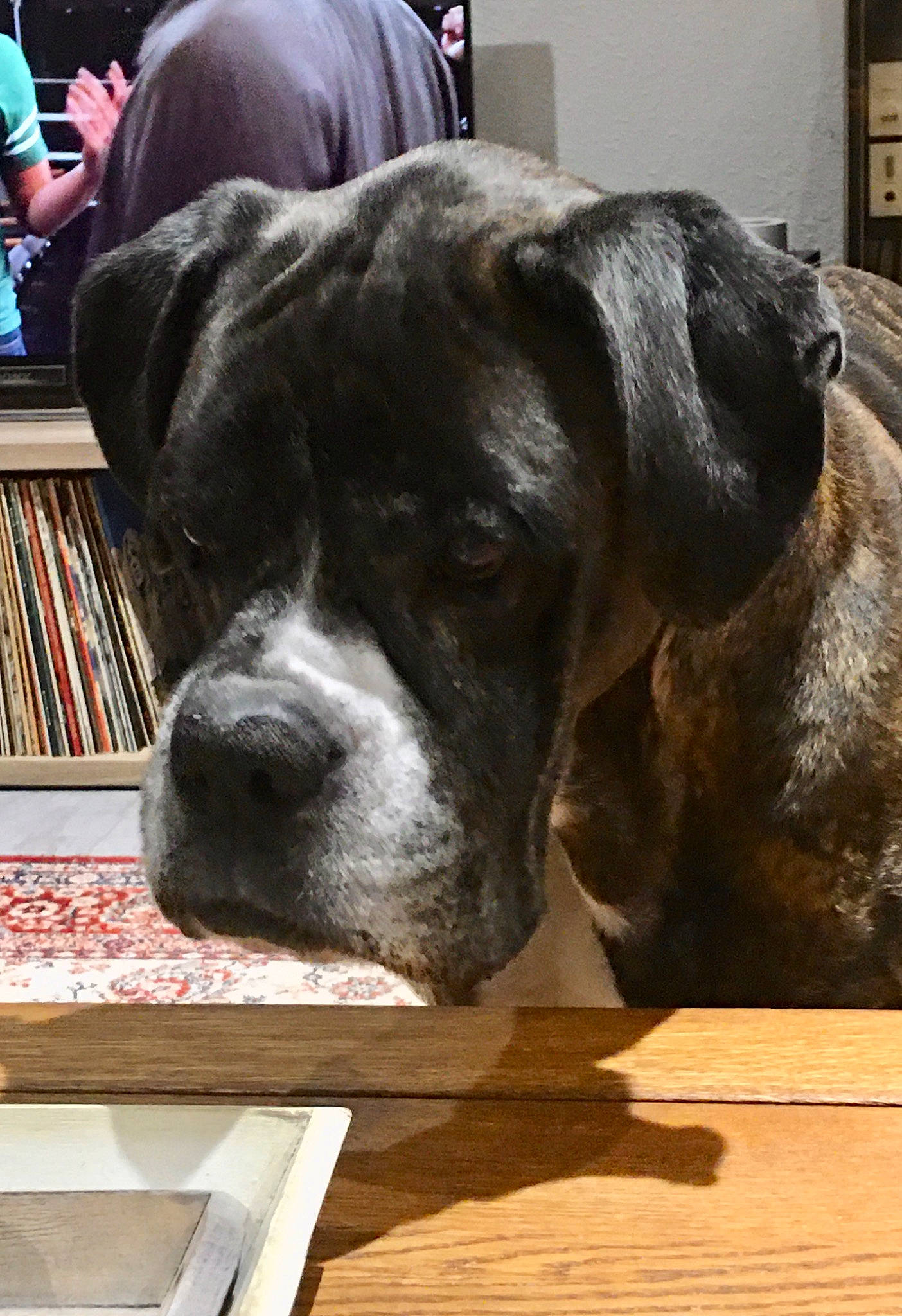 Gallan participe au concours pour gagner de l'argent avec cette photo : bookcase, canidae, carnivore, companion_dog, dog, dog_breed, fawn, flooring, fur, guard_dog, publication, shelf, shelving, snout, sporting_group, terrestrial_animal, whiskers, wood, working_animal, working_dog