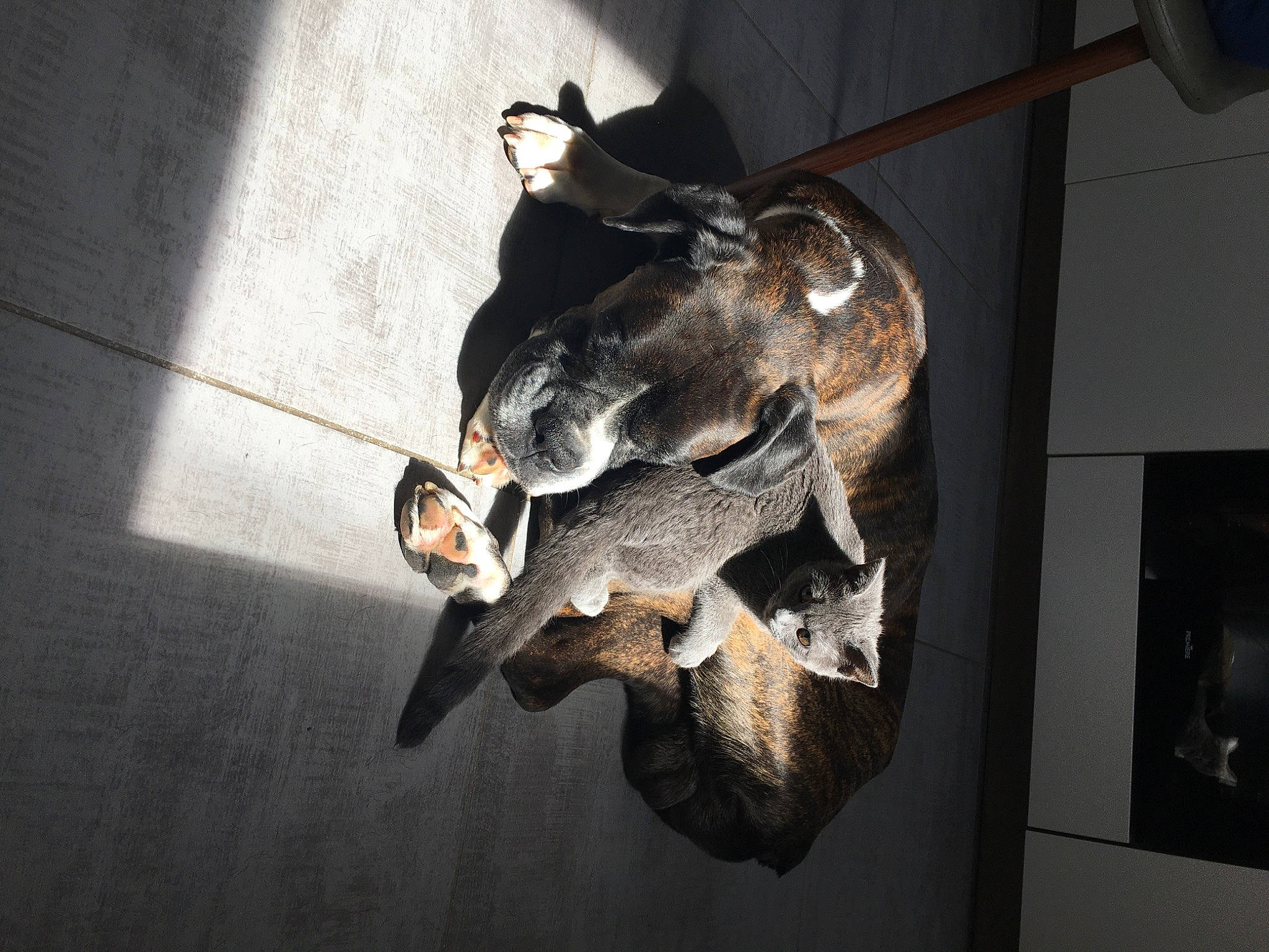 Gallan a rejoint le concours — aidez-le/la à gagner de superbes lots ! art, bone, bronze, ceiling, darkness, fossil, metal, sculpture, shadow, skeleton, skull, snout, space, still_life_photography, toy, visual_arts, wood