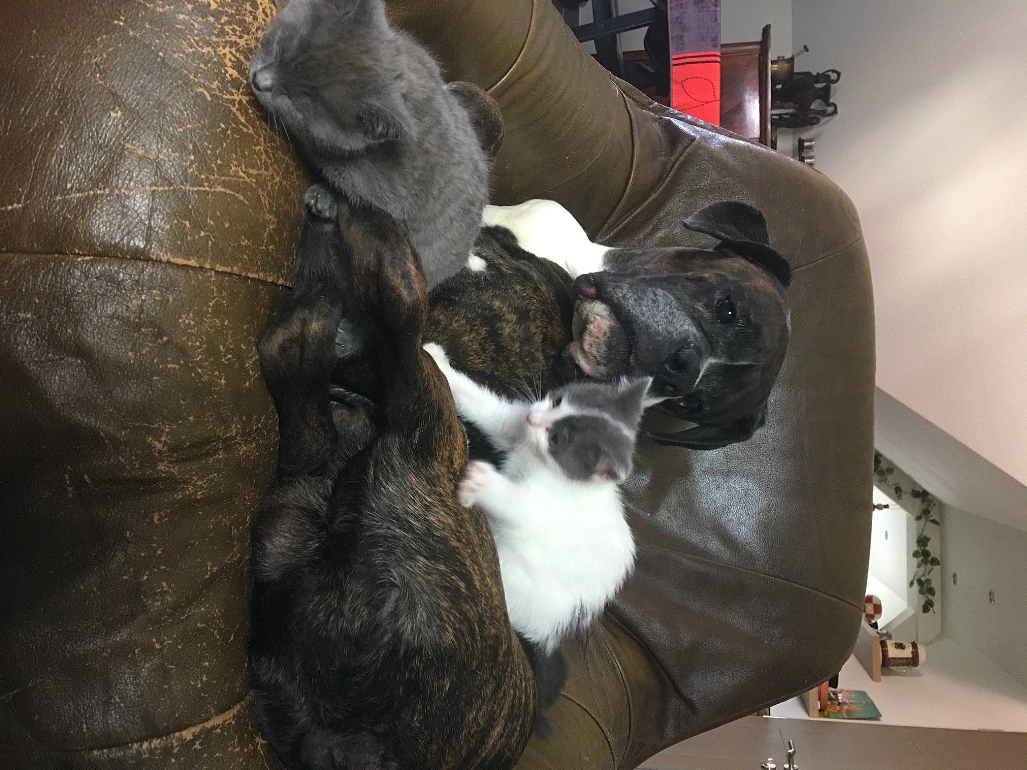 Gallan a rejoint le concours — aidez-le/la à gagner de superbes lots ! canidae, carnivore, cat_supply, claw, comfort, companion_dog, dog_breed, fawn, felidae, fur, grey, liver, pet_supply, small_to_medium_sized_cats, sporting_group, tail, terrestrial_animal, whiskers, wool, working_animal