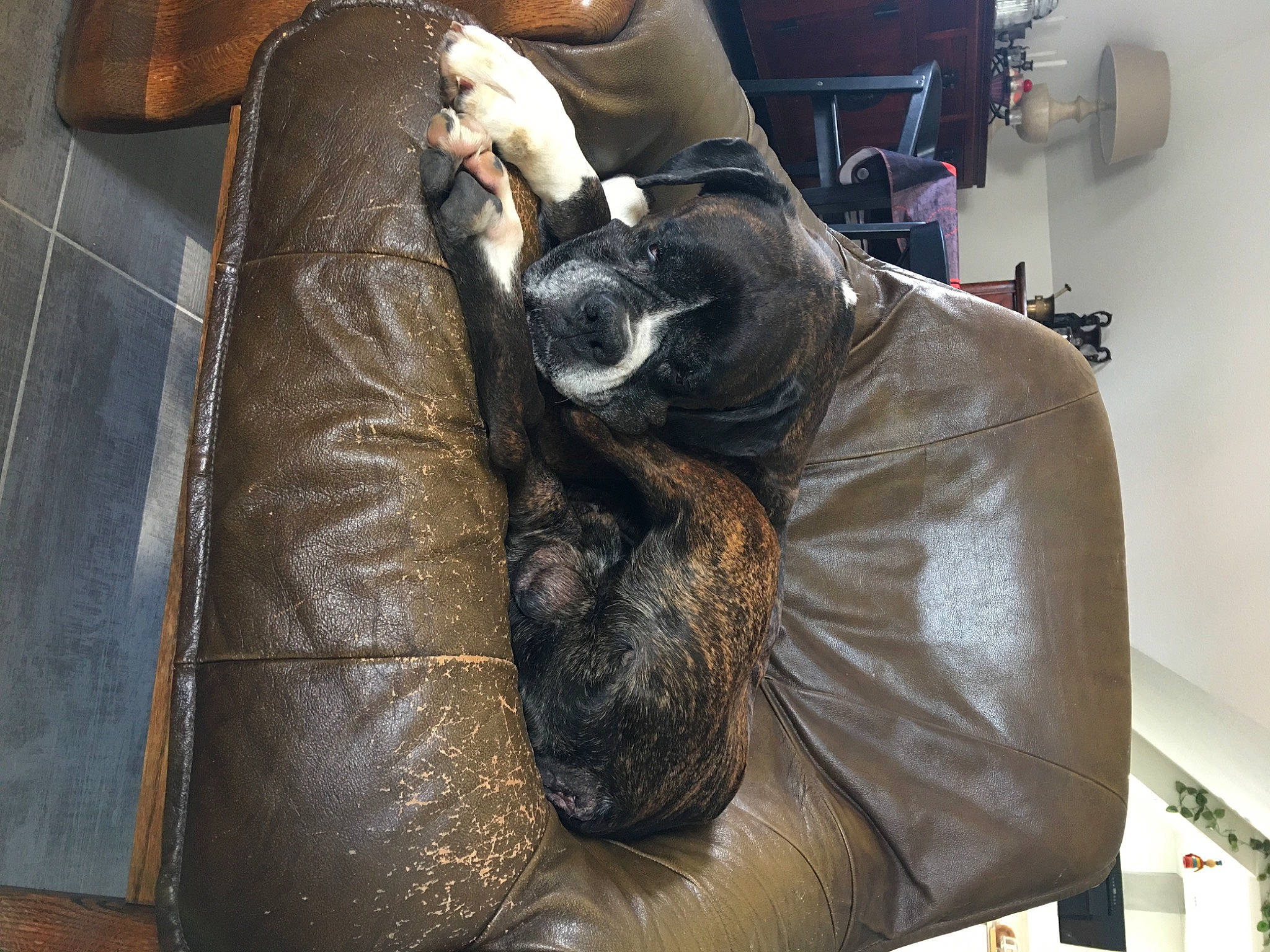 Gallan a rejoint le concours — aidez-le/la à gagner de superbes lots ! auto_part, automotive_design, bag, canidae, carnivore, chair, comfort, companion_dog, couch, dog, dog_breed, felidae, flooring, fur, human_leg, leather, luxury_vehicle, room, sitting, sporting_group