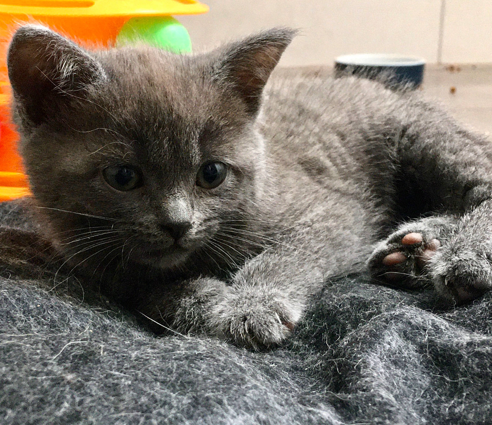 Saya participe au concours pour gagner de l'argent avec cette photo : carnivore, cat, cat_supply, chartreux, claw, comfort, domestic_short_haired_cat, felidae, fur, grey, paw, russian_blue, small_to_medium_sized_cats, snout, terrestrial_animal, whiskers