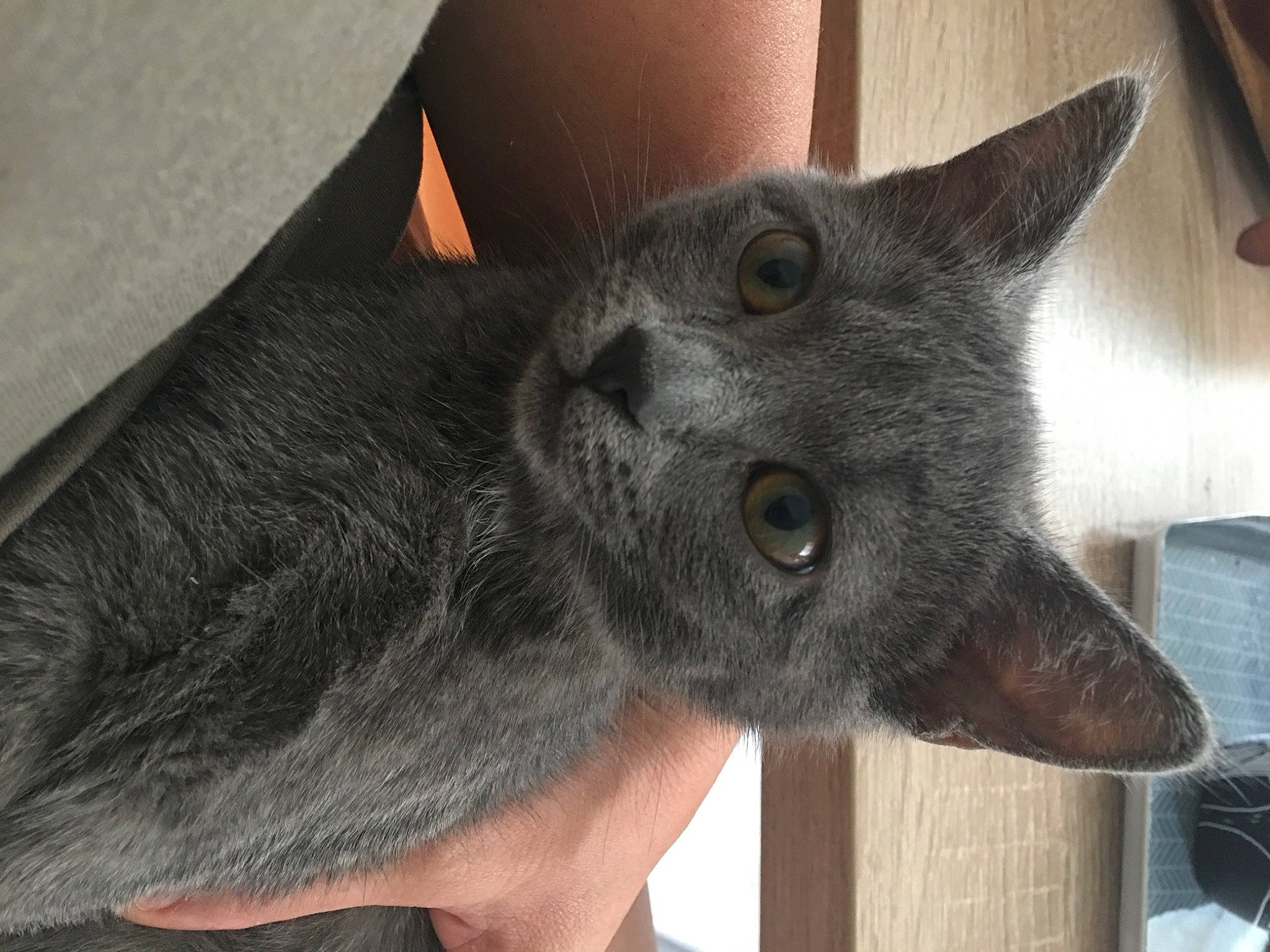 Saya participe au concours pour gagner de l'argent avec cette photo : black_cat, carnivore, cat, claw, domestic_short_haired_cat, ear, felidae, fur, grey, russian_blue, shelf, small_to_medium_sized_cats, snout, whiskers, window