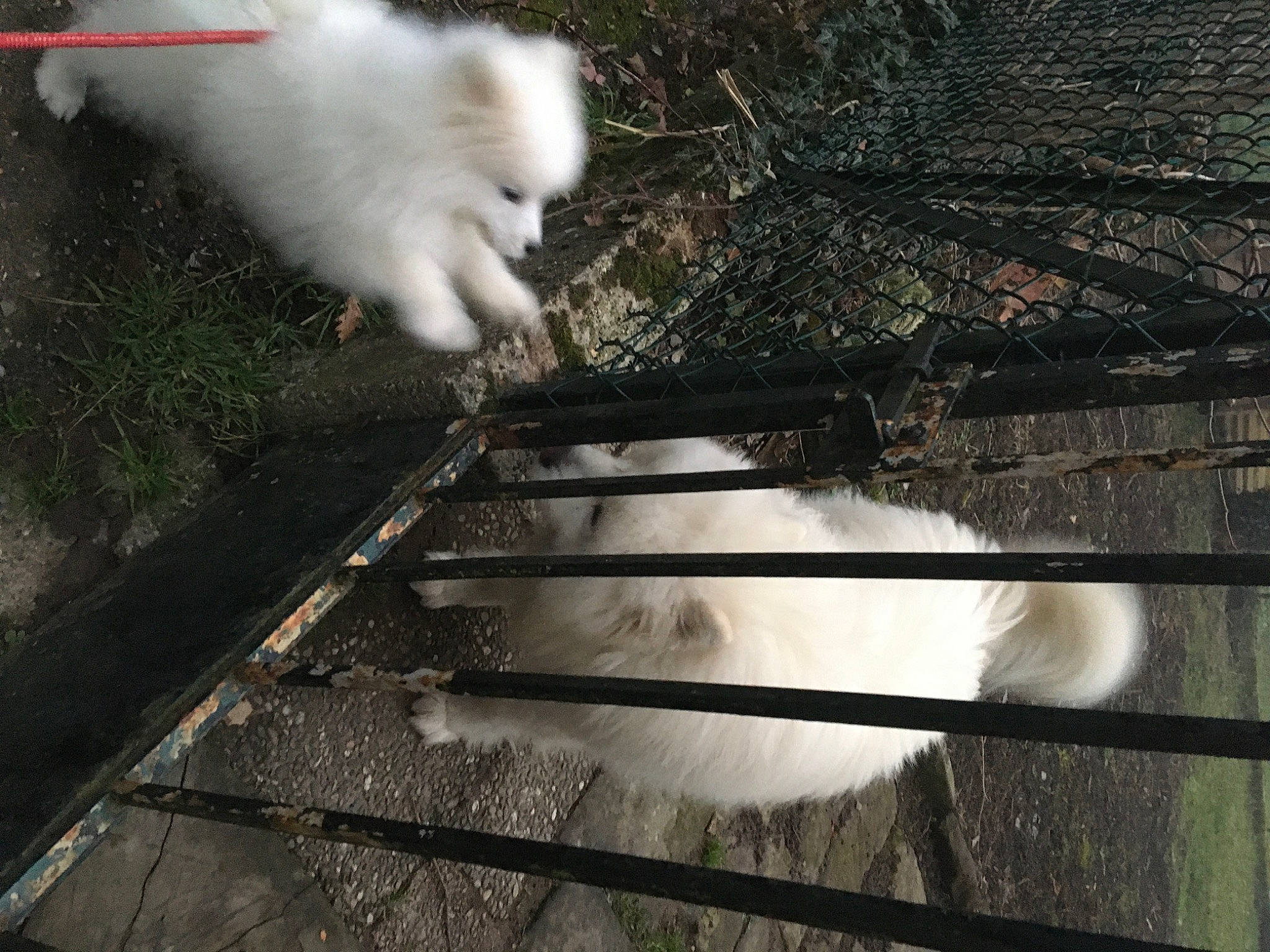 Sasha a rejoint le concours — aidez-le/la à gagner de superbes lots ! companion_dog, cumulus, dog_breed, fur, grass, line, mammal, metal, plant, shadow, sky, small_to_medium_sized_cats, smoke, soil, stairs, steel, tail, tints_and_shades, tree, wood