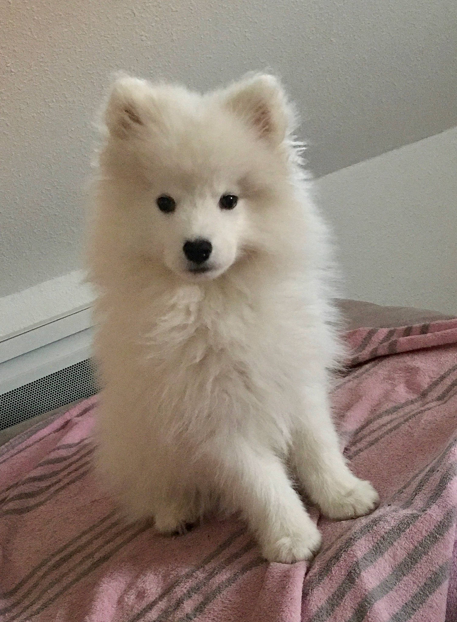 Sasha a rejoint le concours — aidez-le/la à gagner de superbes lots ! canidae, carnivore, companion_dog, dog, dog_breed, fawn, flooring, fur, german_spitz, german_spitz_mittel, hardwood, samoyed, snout, spitz, sporting_group, terrestrial_animal, volpino_italiano, whiskers, wood, working_animal