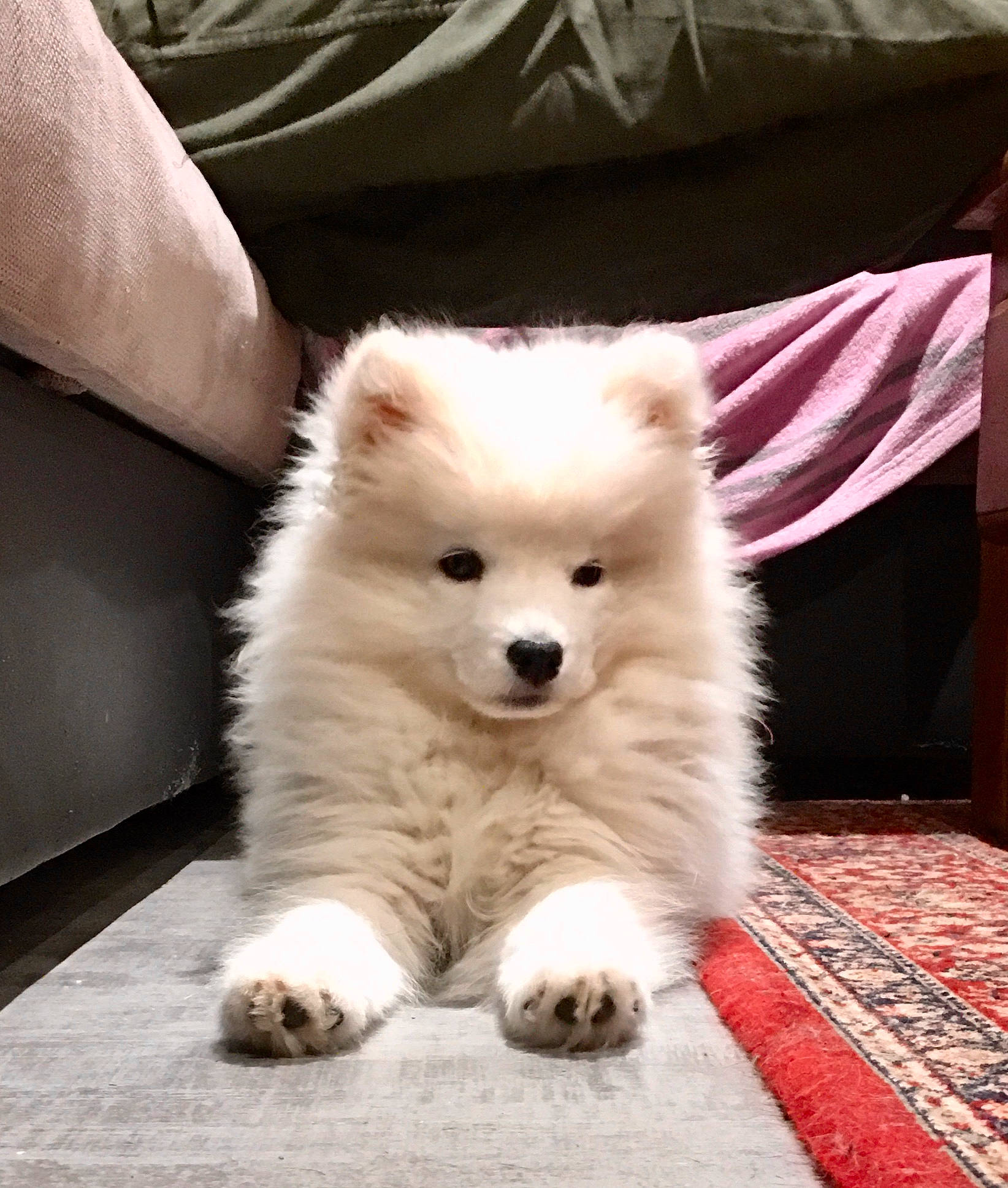 Sasha participe au concours pour gagner de l'argent avec cette photo : canidae, carnivore, companion_dog, dog, dog_breed, eye, flooring, fur, german_spitz, non_sporting_group, samoyed, snout, spitz, sporting_group, volpino_italiano, whiskers, working_animal