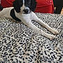 Sael participe au concours pour gagner de l'argent avec cette photo : dog, puppy, black_and_white, blanket, patterned_blanket, couch, red_couch, indoor, pet, animal, lying_down, stretching, fur, ears, face, cute, domestic, home, relaxed, person