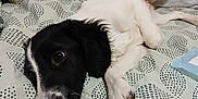 Sael a rejoint le concours — aidez-le/la à gagner de superbes lots ! puppy, dog, black_and_white, lying_down, bedspread, indoor, blanket, towel, pet, canine, resting, young_dog, fur, cute, animal, domestic, cozy, patterned, relaxed, close_up