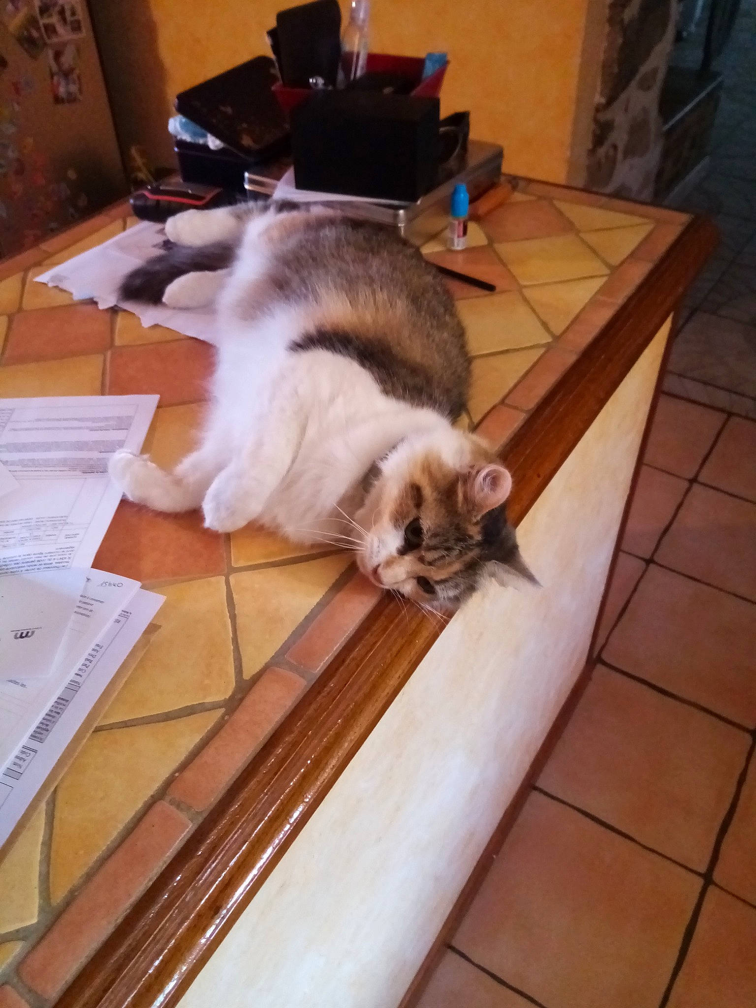 Mimine a rejoint le concours — aidez-le/la à gagner de superbes lots ! carnivore, cat, companion_dog, dog_breed, domestic_short_haired_cat, fawn, felidae, floor, flooring, fur, hardwood, laminate_flooring, small_to_medium_sized_cats, table, tail, varnish, whiskers, wood, wood_flooring, wood_stain