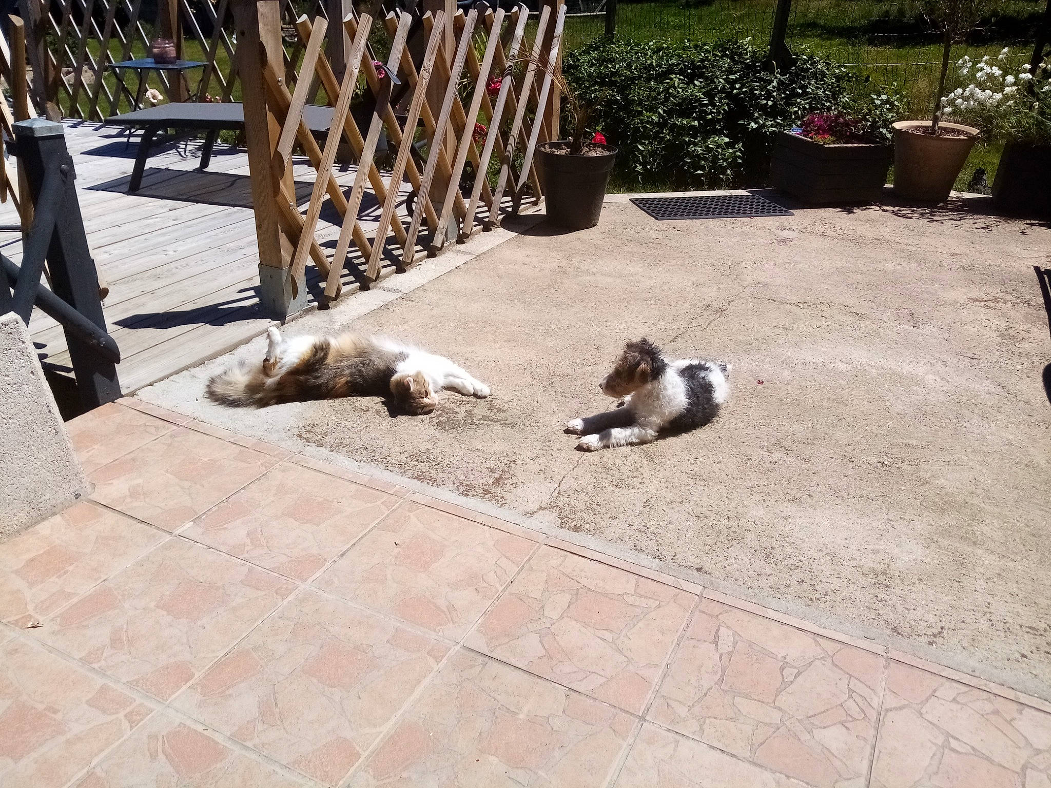 Mimine a rejoint le concours — aidez-le/la à gagner de superbes lots ! carnivore, cat, companion_dog, dog_breed, fawn, felidae, flagstone, floor, flooring, flowerpot, grass, hardwood, landscape, outdoor_furniture, plant, road_surface, sidewalk, small_to_medium_sized_cats, tail, wood