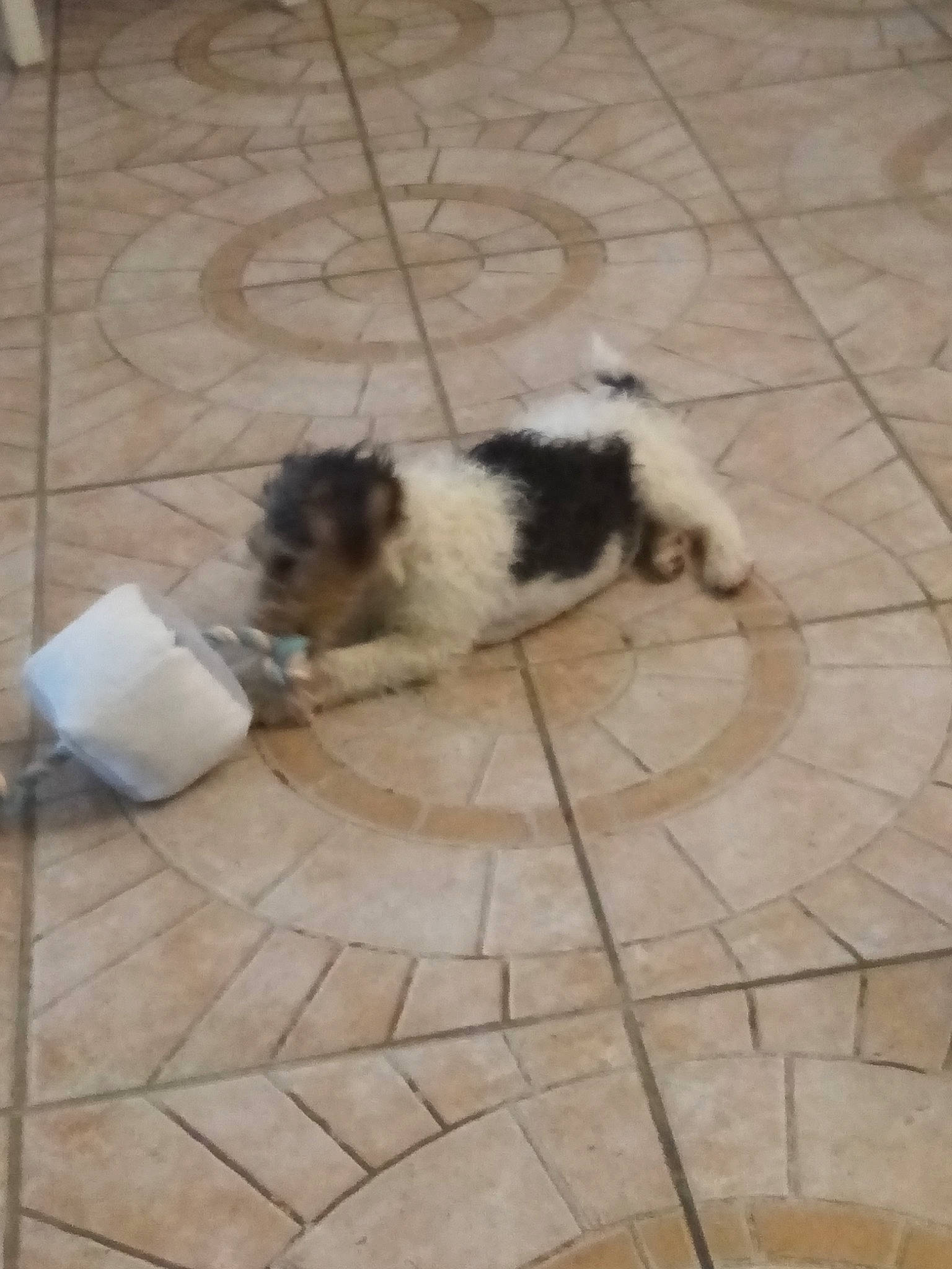 Tartuffe a rejoint le concours — aidez-le/la à gagner de superbes lots ! building_material, carnivore, cobblestone, companion_dog, dog, dog_breed, flagstone, floor, flooring, fur, hardwood, road_surface, snout, tail, terrestrial_animal, terrier, tile, tile_flooring, toy_dog, working_animal