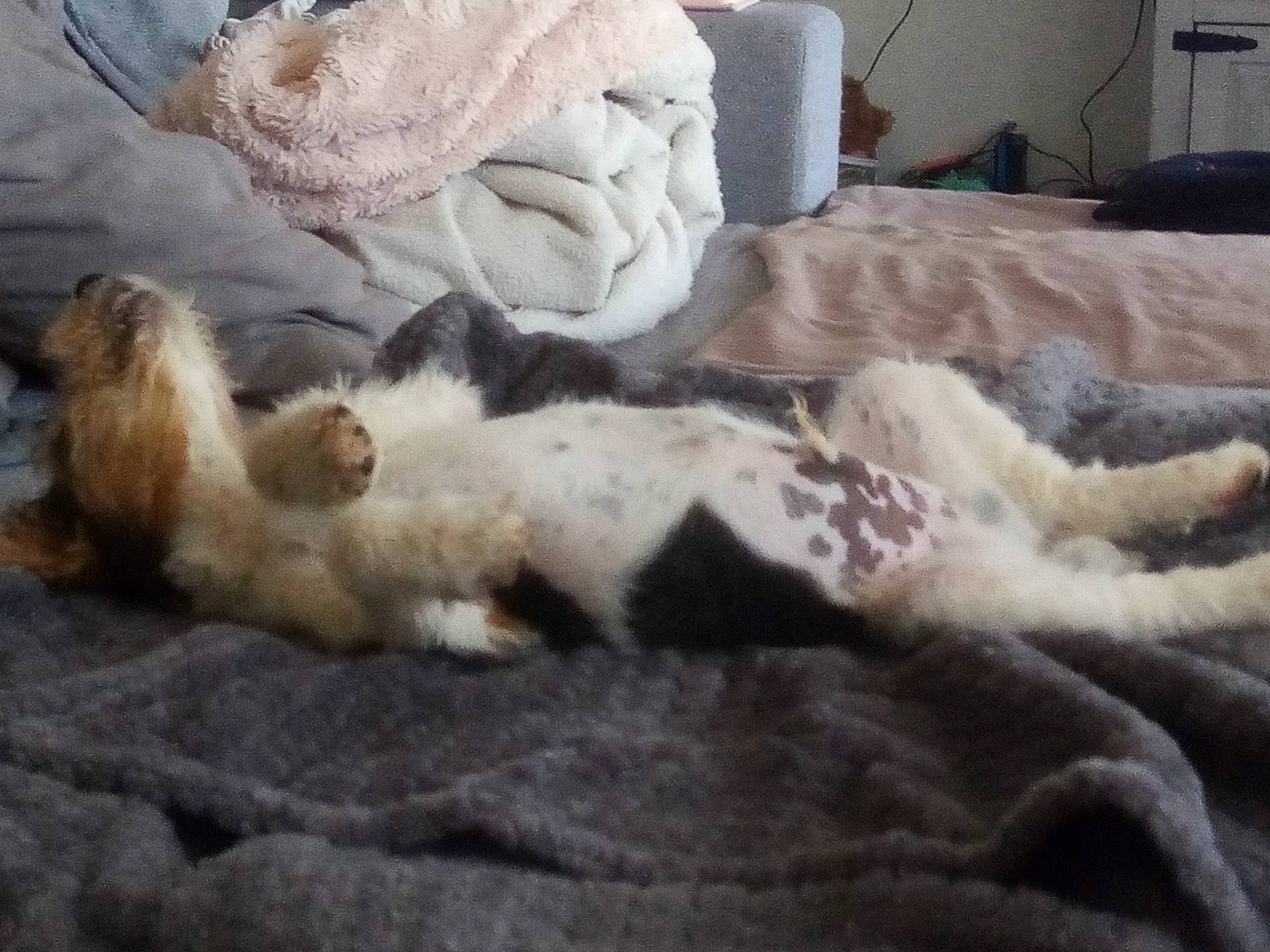 Tartuffe a rejoint le concours — aidez-le/la à gagner de superbes lots ! bed, canidae, carnivore, cat, claw, comfort, companion_dog, domestic_short_haired_cat, duvet, fawn, felidae, fur, linens, nap, paw, room, small_to_medium_sized_cats, tail, terrestrial_animal, whiskers