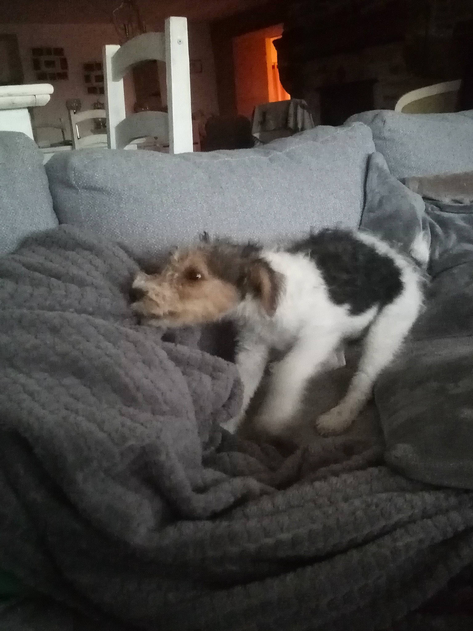 Tartuffe a rejoint le concours — aidez-le/la à gagner de superbes lots ! building, carnivore, cloud, comfort, companion_dog, couch, dog, dog_breed, felidae, flooring, grey, house, linens, sky, small_to_medium_sized_cats, snout, tail, whiskers, window, wood