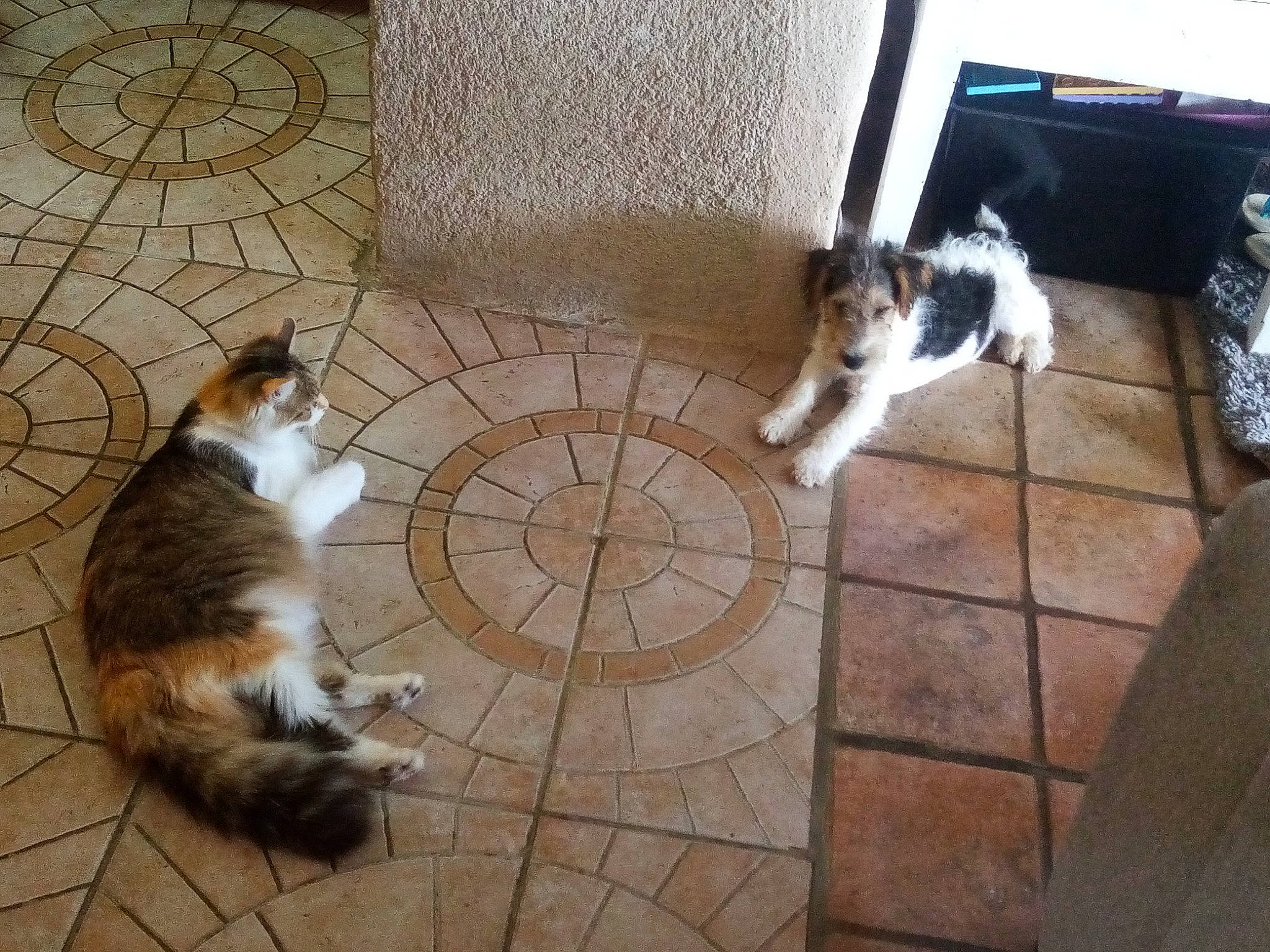 Tartuffe a rejoint le concours — aidez-le/la à gagner de superbes lots ! canidae, carnivore, cat, companion_dog, dog_breed, domestic_short_haired_cat, felidae, floor, flooring, fur, hardwood, room, small_to_medium_sized_cats, sporting_group, tail, tile, wall, whiskers, wood, wood_flooring