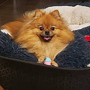 Ushka a rejoint le concours — aidez-le/la à gagner de superbes lots ! animal, basket, bed, canine, chow, cockerspaniel, couch, cradle, crib, dog, dogbed, furniture, infantbed, pet, puppy, terrier