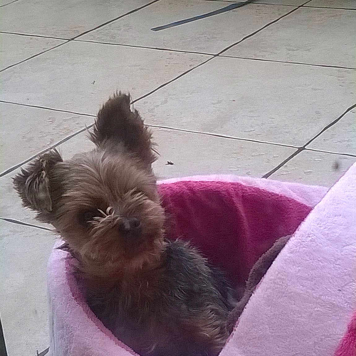 Hugo