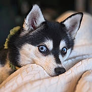 Skylar is registered to the contest to win money with this photo: dog, husky, puppy, blue_eyes, close_up, pet, animal, cute, resting, blanket, cozy, fur, indoors, portrait, snout, ears, curious, soft_light, background_blur, domestic_animal
