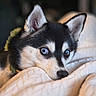 dog, husky, puppy, blue_eyes, close_up, pet, animal, cute, resting, blanket, cozy, fur, indoors, portrait, snout, ears, curious, soft_light, background_blur, domestic_animal