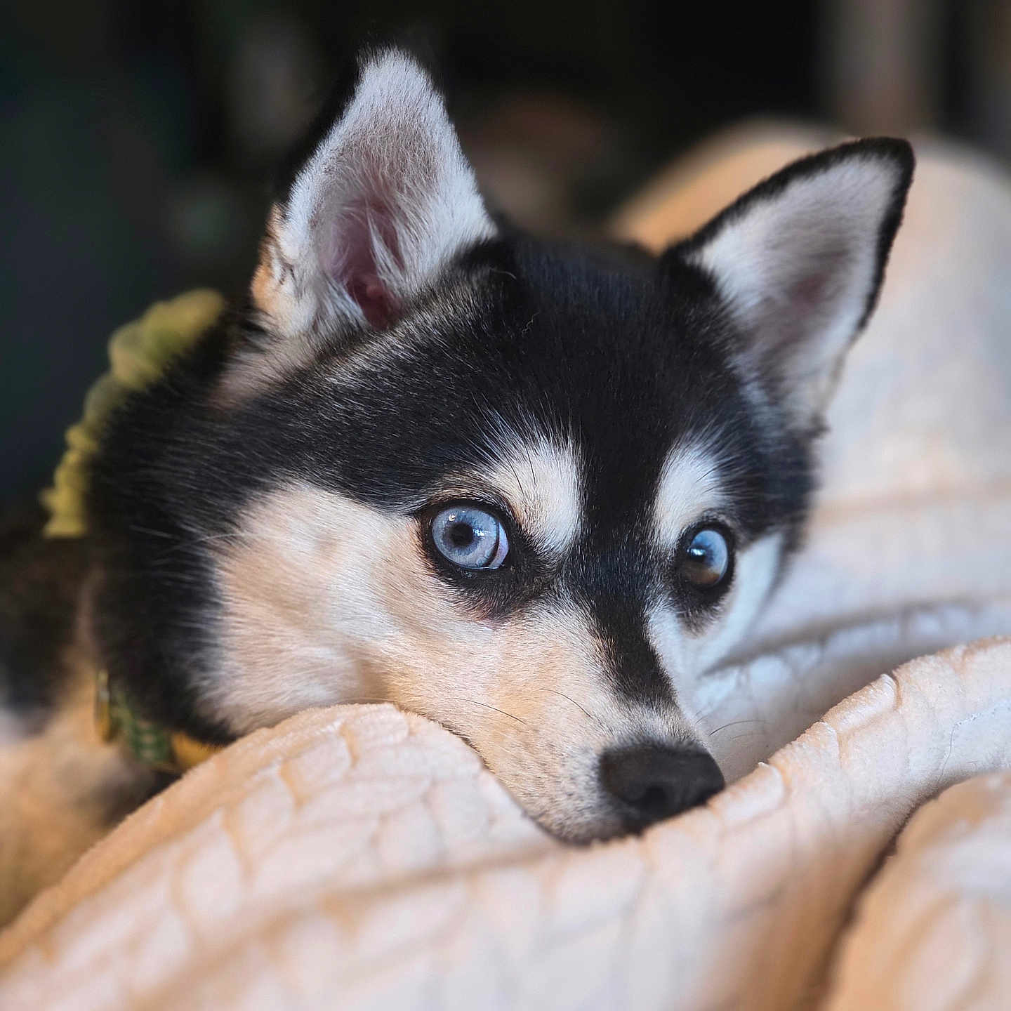 Skylar is registered to the contest to win money with this photo: dog, husky, puppy, blue_eyes, close_up, pet, animal, cute, resting, blanket, cozy, fur, indoors, portrait, snout, ears, curious, soft_light, background_blur, domestic_animal