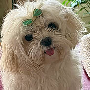 Romance participe au concours pour gagner de l'argent avec cette photo : dog, small_dog, white_fur, fluffy, long_hair, green_bow, tongue_out, black_nose, dark_eyes, portrait, close_up, indoors, houseplant, window, sunlight, pink_blanket, pet, cute, groomed, companion_animal