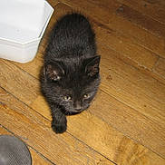 Félix participe au concours pour gagner de l'argent avec cette photo : animal, black_cat, container, curious, cute, domestic, ears, feline, flooring, fur, household, indoor, kitten, pet, shoes, small_animal, walking, whiskers, wooden_floor, young