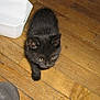 animal, black_cat, container, curious, cute, domestic, ears, feline, flooring, fur, household, indoor, kitten, pet, shoes, small_animal, walking, whiskers, wooden_floor, young