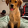 Nala joined the competition — help win amazing prizes! dog, puppy, golden_retriever, tongue_out, blanket, indoor, pet, cute, fur, face, ears, gaming_chair, television, wall_art, table, hat, cozy, home, sitting, looking