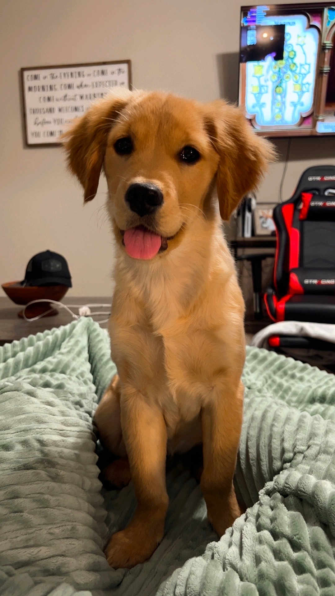Nala joined the competition — help win amazing prizes! dog, puppy, golden_retriever, tongue_out, blanket, indoor, pet, cute, fur, face, ears, gaming_chair, television, wall_art, table, hat, cozy, home, sitting, looking