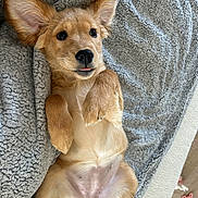 Nala is registered to the contest to win money with this photo: puppy, dog, golden, lying_down, blanket, cozy, cute, pet, indoor, fur, ears, paw, tongue, relaxed, animal, companion, sleepy, adorable, young, canine