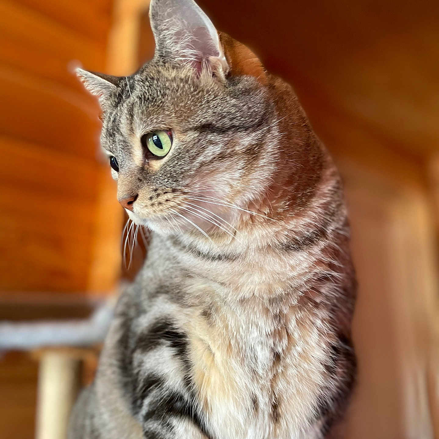 Einstein participe au concours pour gagner de l'argent avec cette photo : animal, blurred_background, cat, closeup, cute, domestic_cat, ears, feline, fur, green_eyes, indoor, looking_away, mammal, pet, portrait, sitting, soft_light, tabby, whiskers, wooden_wall