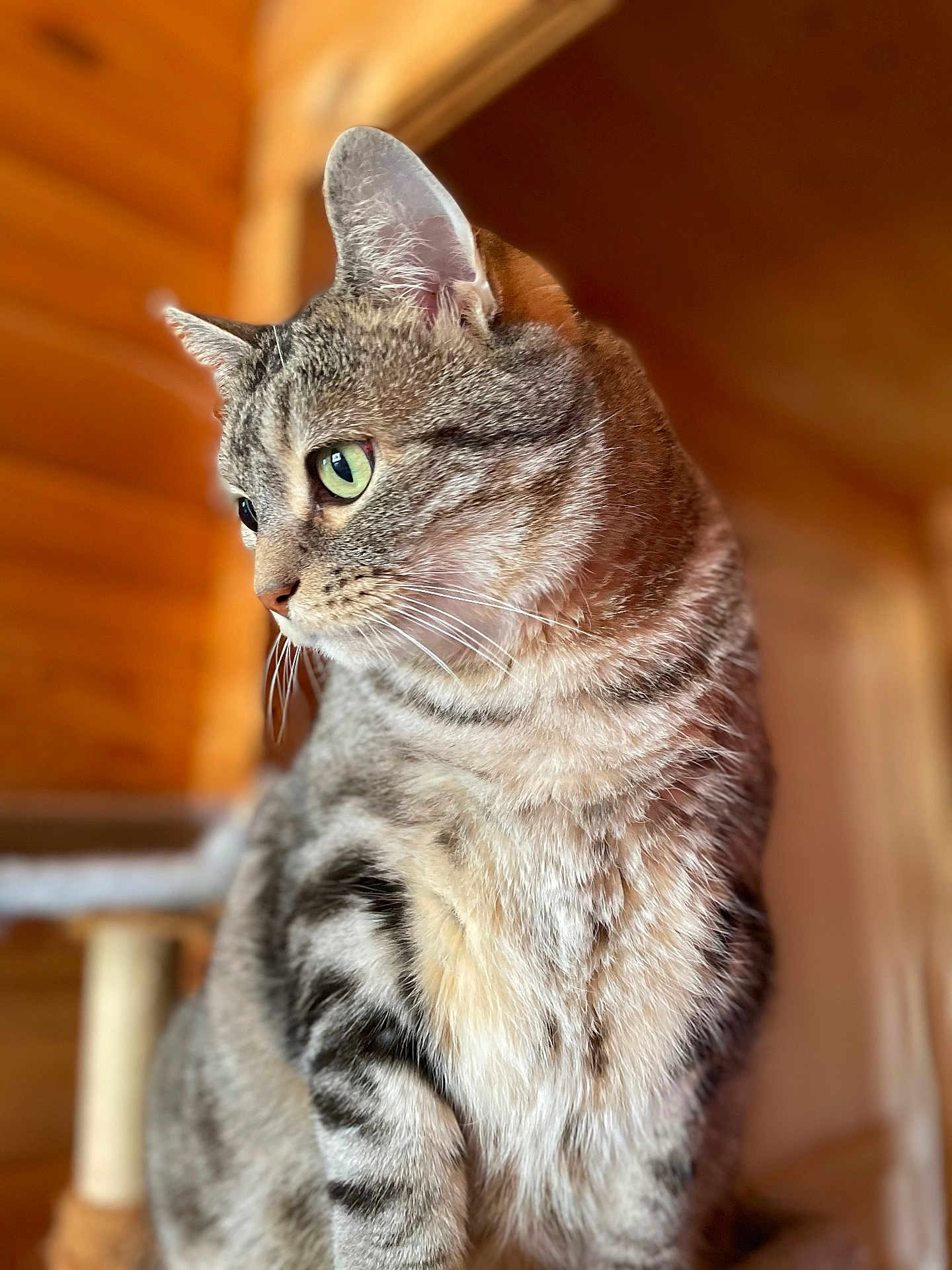 Einstein participe au concours pour gagner de l'argent avec cette photo : cat, tabby, feline, indoor, closeup, fur, whiskers, ears, green_eyes, pet, animal, mammal, portrait, looking_away, soft_light, wooden_wall, blurred_background, domestic_cat, cute, sitting