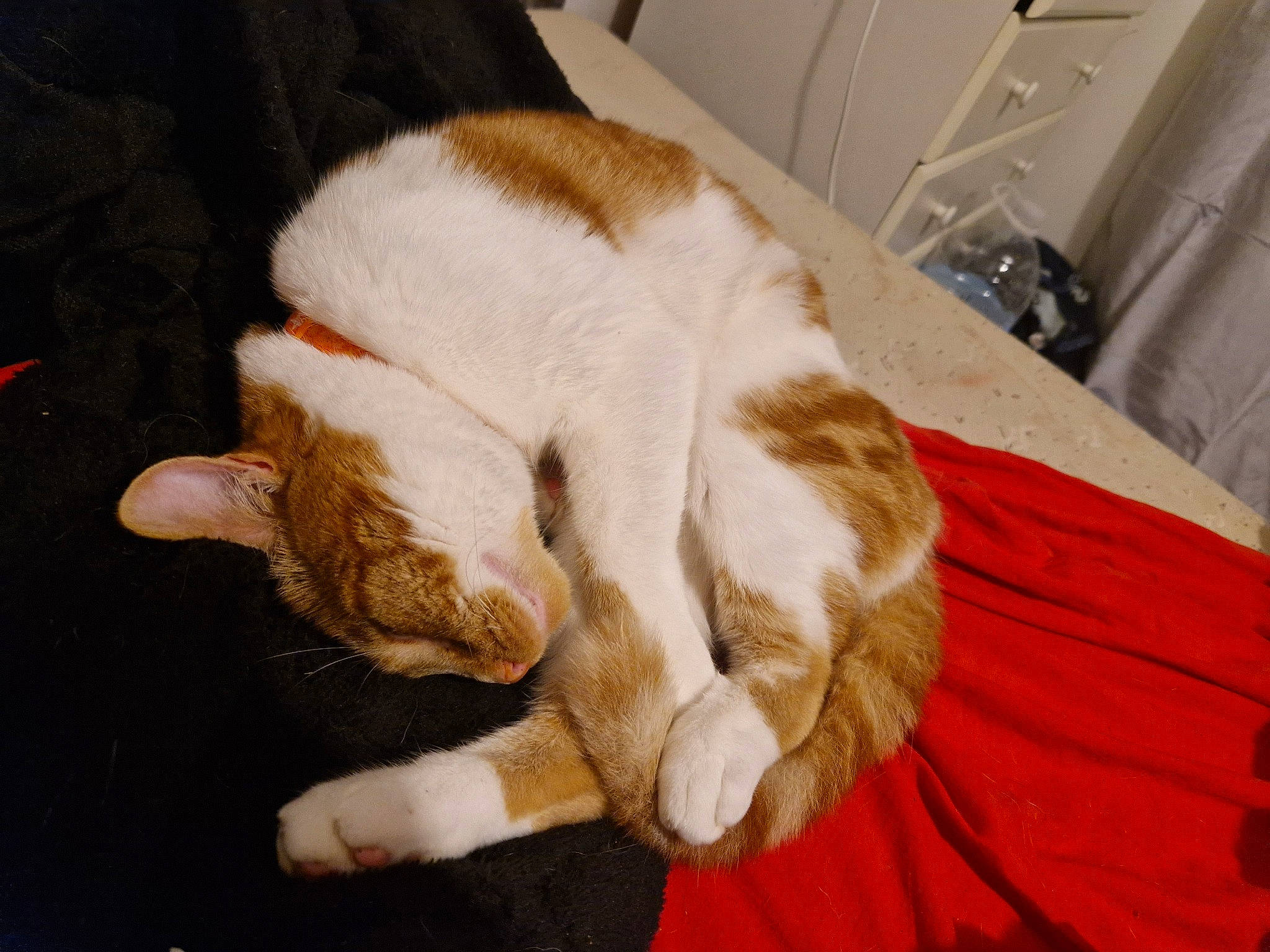 Dorito is registered to the contest to win money with this photo: canidae, carnivore, cat, claw, comfort, companion_dog, dog_breed, domestic_short_haired_cat, fawn, felidae, flooring, foot, fur, paw, small_to_medium_sized_cats, snout, sporting_group, tail, whiskers, wood