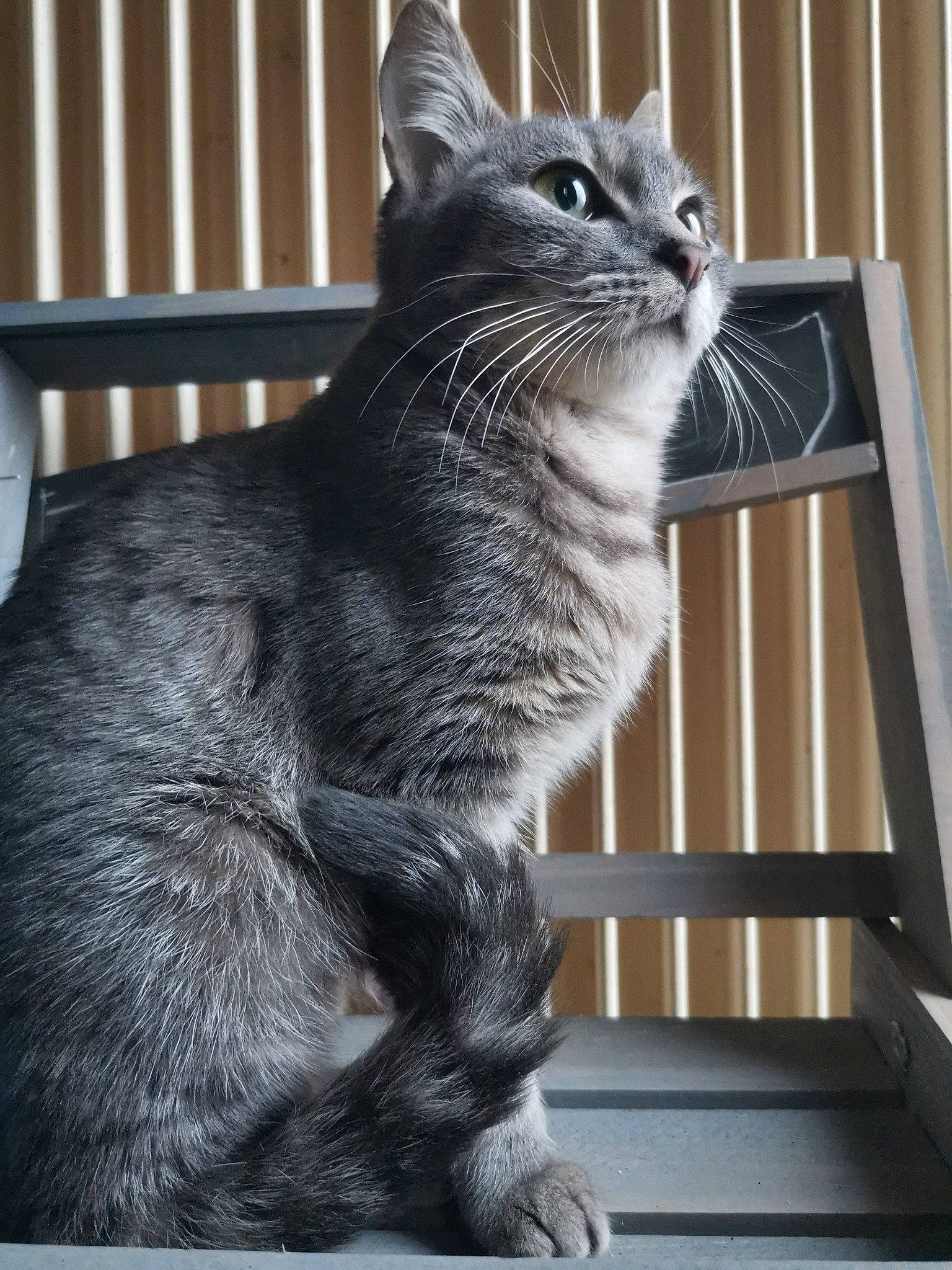 Cassy a rejoint le concours — aidez-le/la à gagner de superbes lots ! american_shorthair, asian, carnivore, cat, chartreux, domestic_short_haired_cat, dragon_li, european_shorthair, felidae, korat, mammal, nebelung, polydactyl_cat, russian_blue, small_to_medium_sized_cats, snout, tabby_cat, tail, vertebrate, whiskers